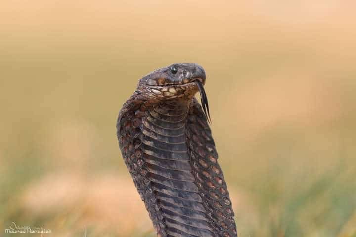 Egyptian Cobra (Naja haje) face