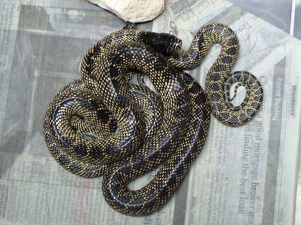 Lampropeltis getula desert kingsnake escape