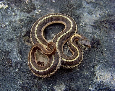 Lined Snake (Tropidoclodion lineatum) usa