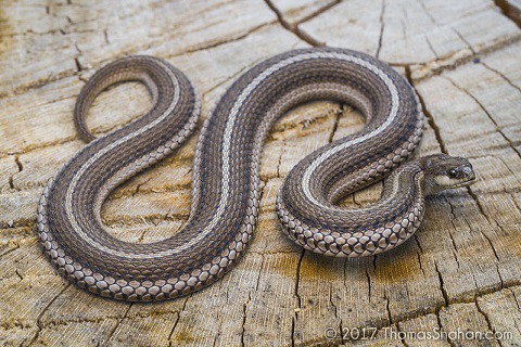 Lined Snake (Tropidoclonion lineatum) Oklahoma