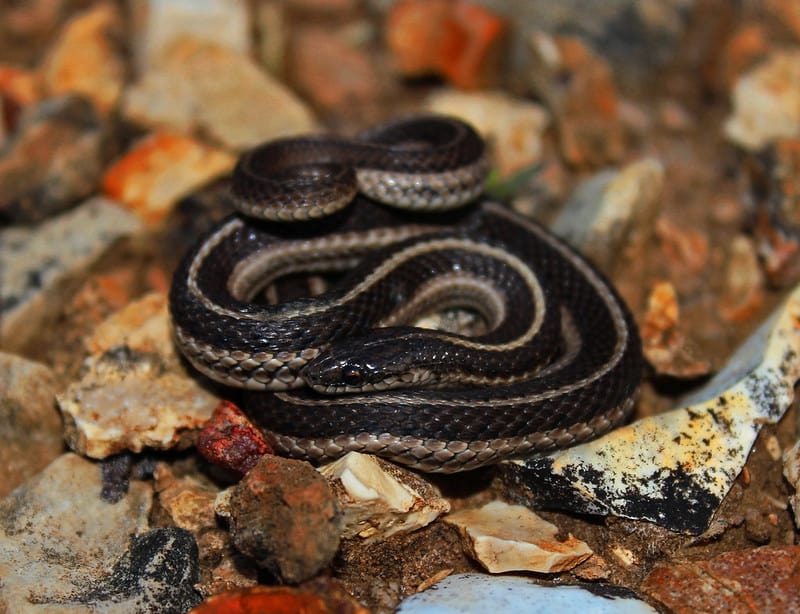 Lined Snake (Tropidoclonion lineatum) usa