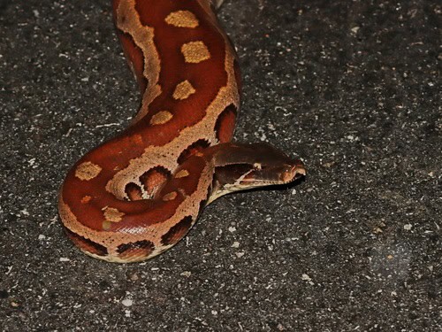 Malaysian Blood Python Python brongersmai