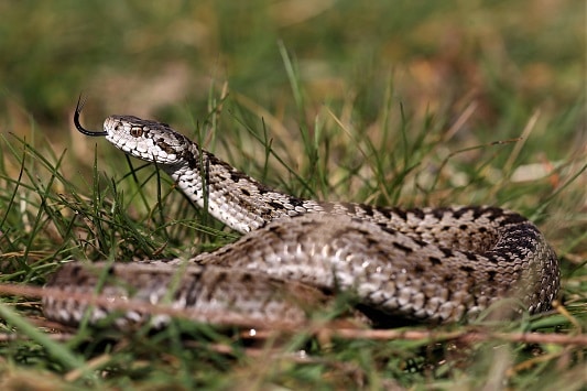 Meadow Viper Vipera ursinii europe