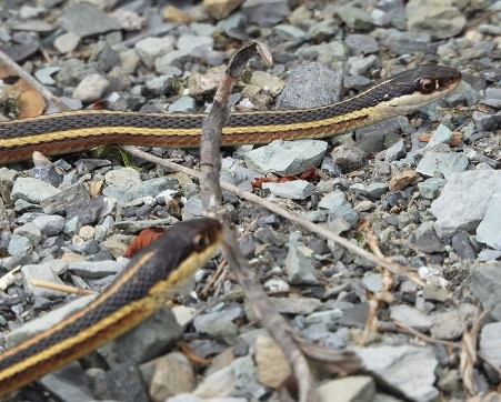 Northern Ribbon Snake Thamnophis saurita