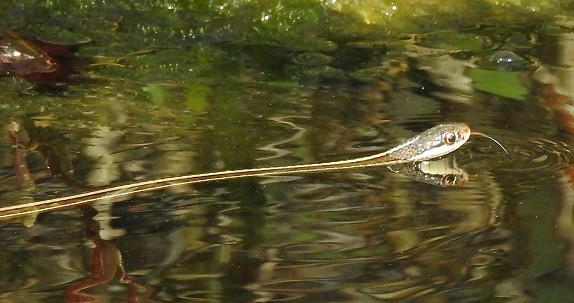 Peninsula Ribbon Snake Thamnophis saurita