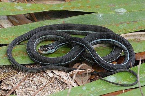 Ribbon Snake Thamnophis saurita nitae