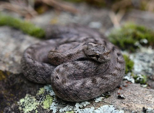 Southern Smooth Snake Coronella girondica Italy