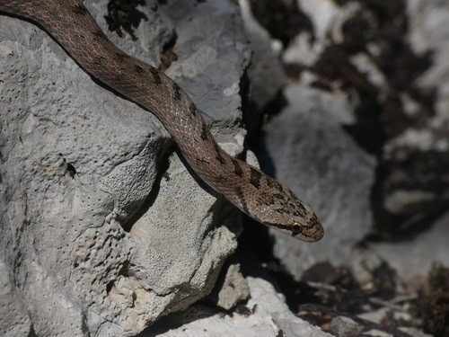 Southern Smooth Snake (Coronella girondica)