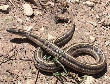 Tropidoclonion lineatum texanum lined snake