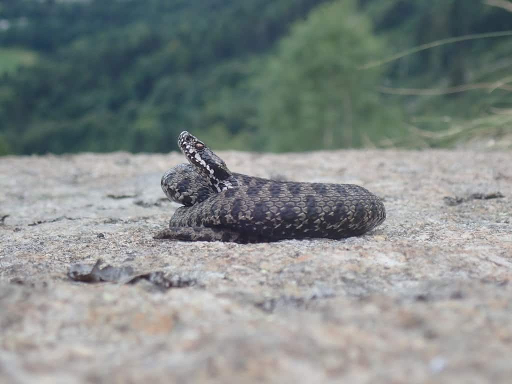 Vipera walser italian snake species