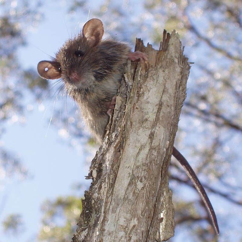 australian bush rat Rattus fuscipes