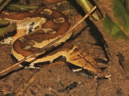 blood python brongersmai close up
