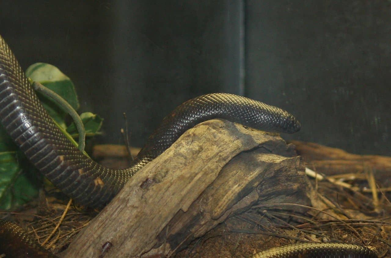 calabaria reinhardtii calabar burrowing boa