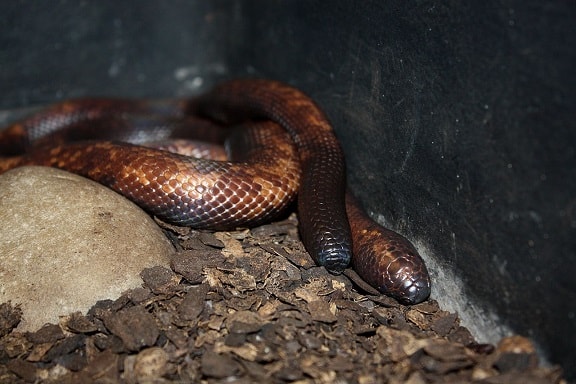 calabaria reinhardtii calabar burrowing snake