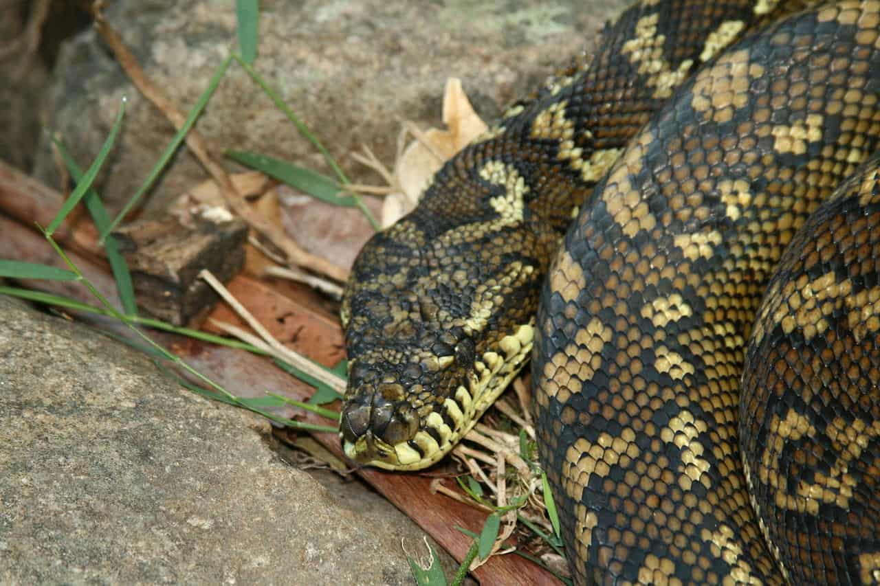 carpet python Morelia s. spilota