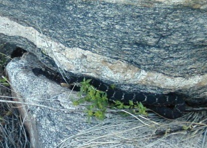 crotalus cerberus arizona black rattlesnake
