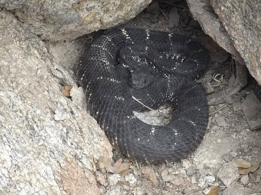 crotalus cerberus rattlesnake close up