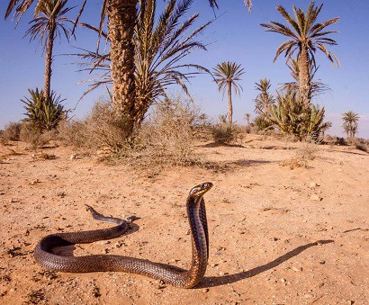 egyptian cobra naja haje oasis
