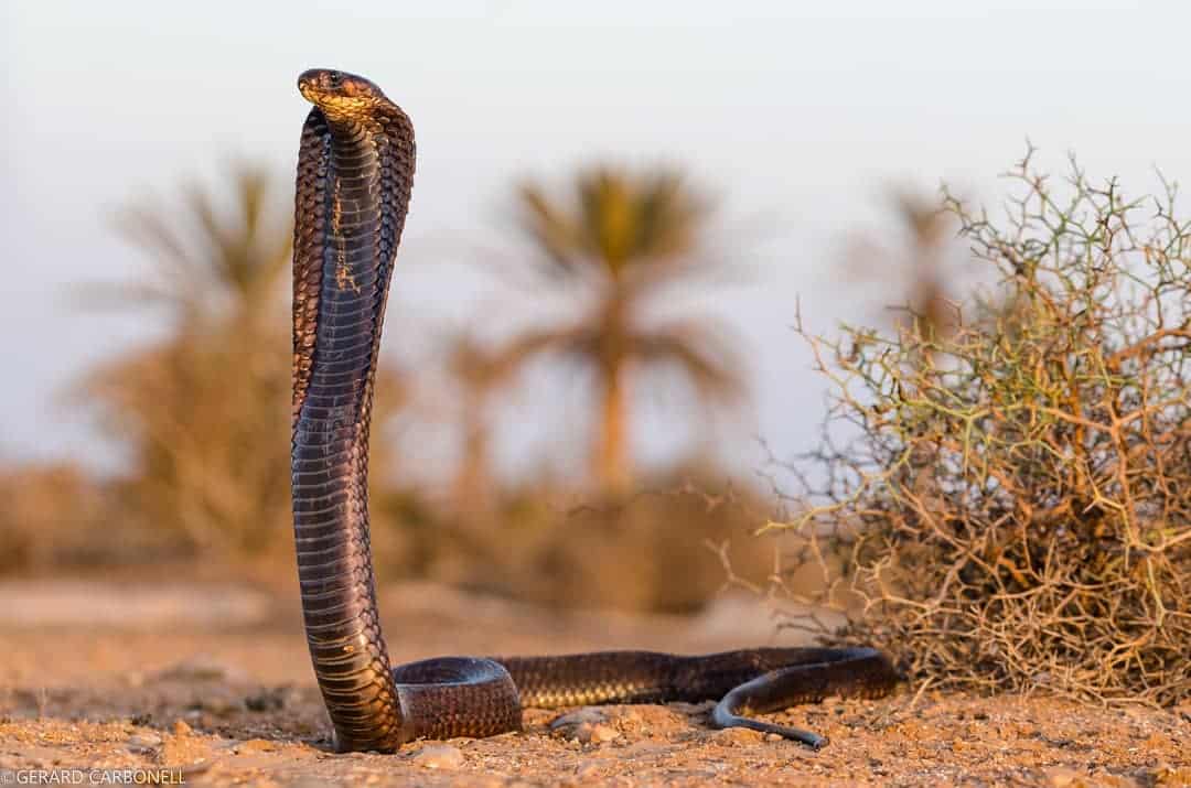 egyptian cobra naja haje snake