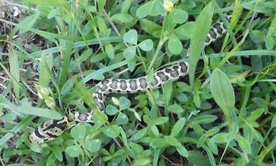 leopard snake zamenis situla italy
