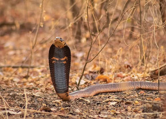 Egyptian Cobra in Yankari Game Reserve