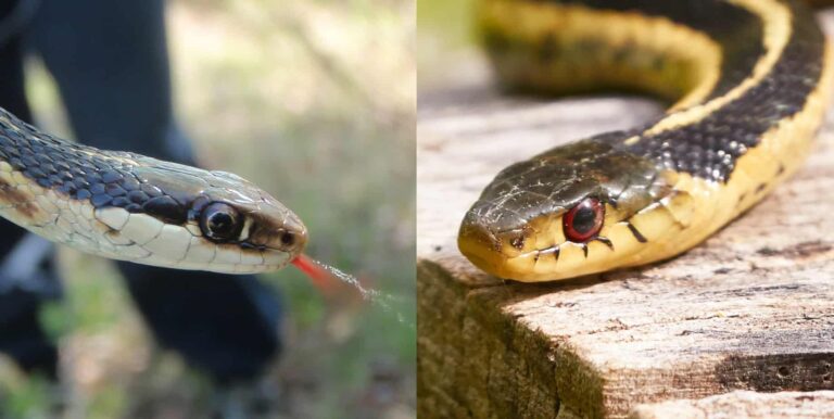 10 Facts About The Eastern Ribbon Snake - Snake Radar