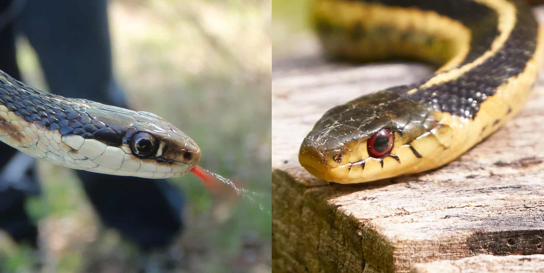 ribbon snake garter snake comparison