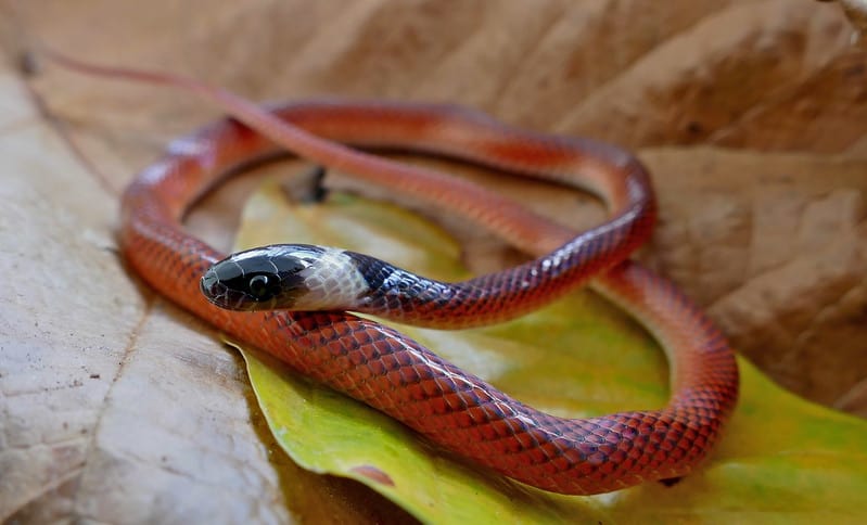 Black-collared Snake (Drepanoides anomalus)