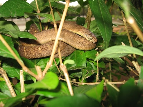 Egg-eating Snake Dasypeltis fasciata