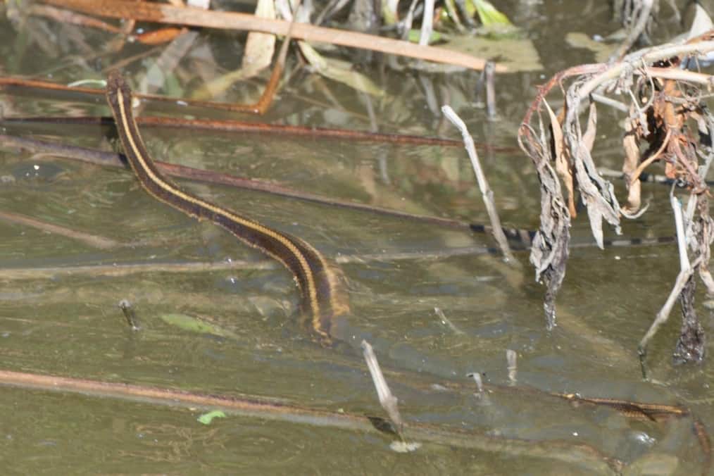 Giant Garter Snake Thamnophis gigas