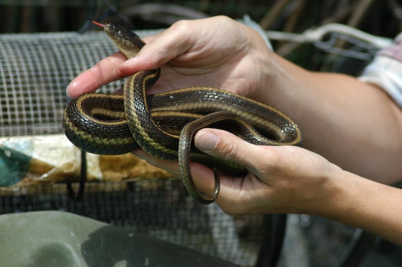 Giant garter snake (Thamnophis gigas