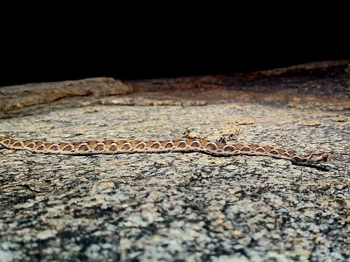 Indian Saw-scaled Viper echis