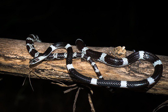 Lycodon davisonii blanford's bridal snake