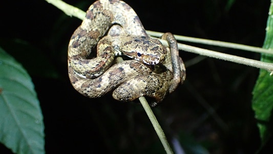 Puffing Snake Phrynonax poecilonotus