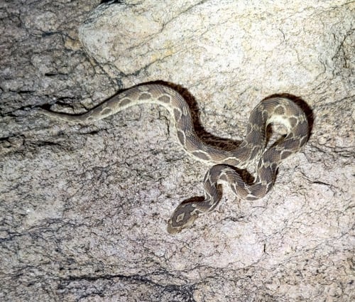 Saw-scaled viper (Echis carinatus)