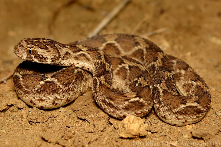10 Facts About The Saw Scaled Viper India Snake Radar 10 Facts About The Saw Scaled Viper India Snake Radar