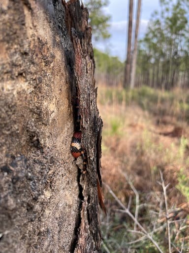 Scarlet Kingsnake Lampropeltis pine bark
