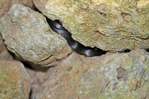 Small-eyed Snake (Cryptophis australia