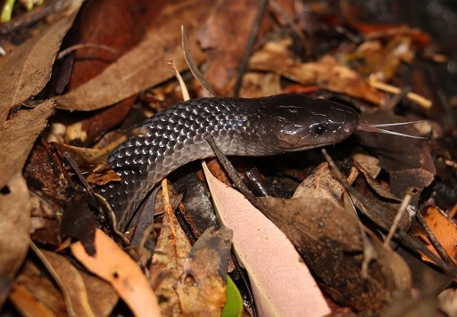 Small-eyed Snake Cryptophis nigrescens