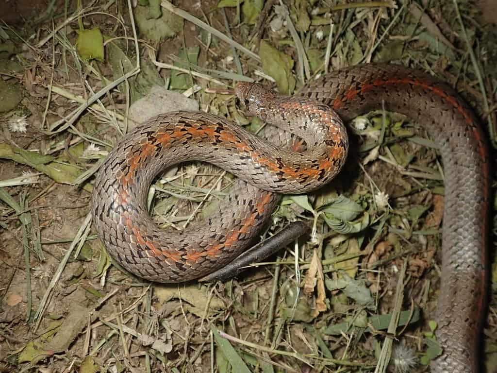 Taiwan Kukri Snake Oligodon formosanus