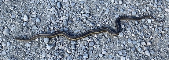 Thamnophis gigas (giant garter snake)