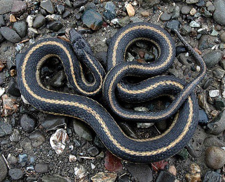 Thamnophis gigas giant garter snake