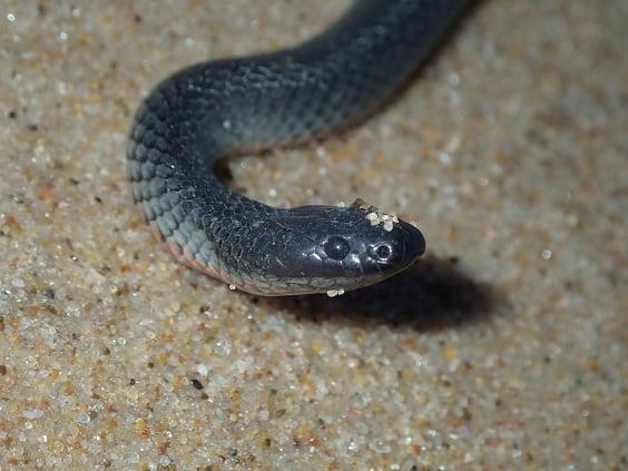 cryptophis nigrescens australia head