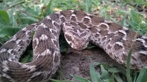 echis carinatus saw scaled viper