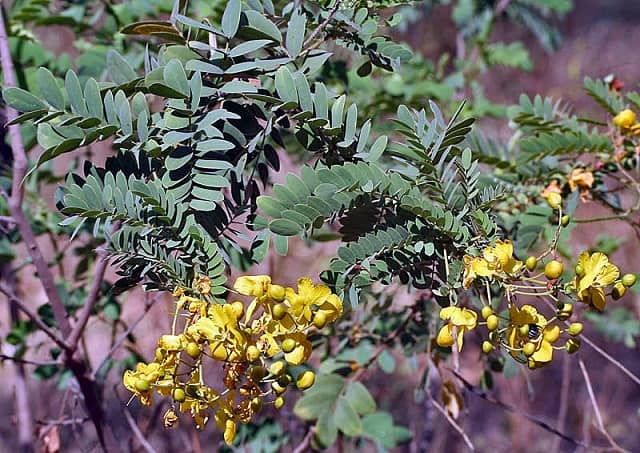 echis carinatus viper traditional remedy