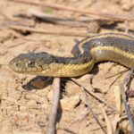 giant garter snake (thamnophis gigas)