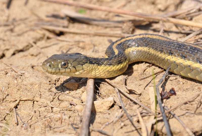 giant garter snake (thamnophis gigas)