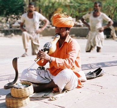 indian snake charmer naja naja