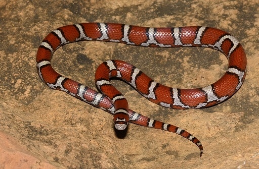 milk snake (Lampropeltis triangulum)