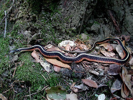 red sided garter snake thamnophis